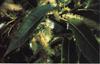 Bach �gte Kastanie (Sweet Chesnut)